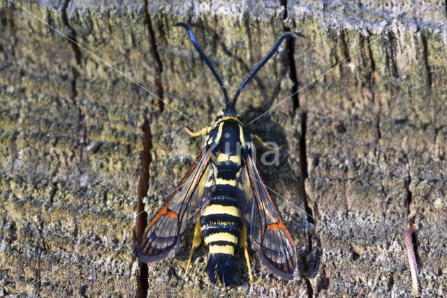 Yellow-legged Clearwing (Synanthedon vespiformis)