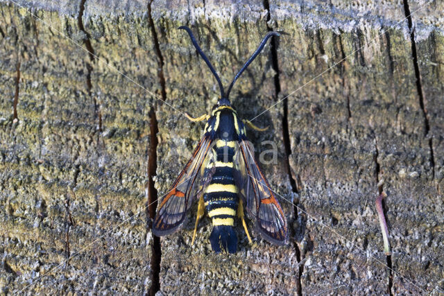 Yellow-legged Clearwing (Synanthedon vespiformis)