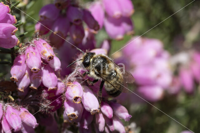 Megachile analis