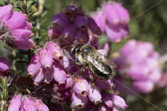Ericabij (Megachile analis)
