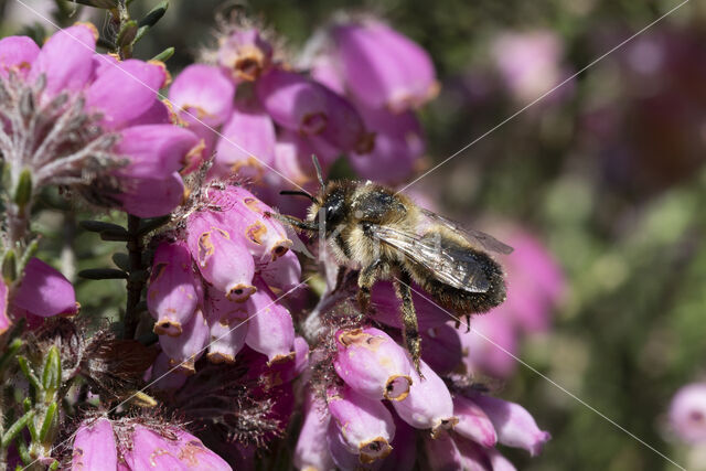 Ericabij (Megachile analis)