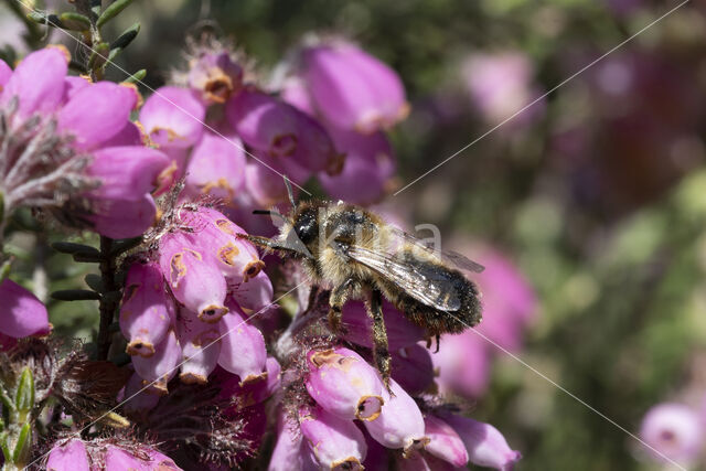 Ericabij (Megachile analis)