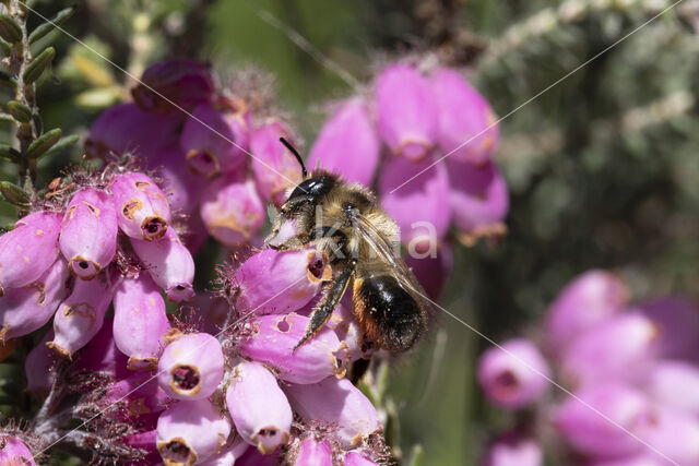 Megachile analis