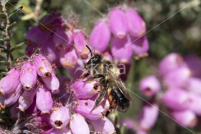 Ericabij (Megachile analis)