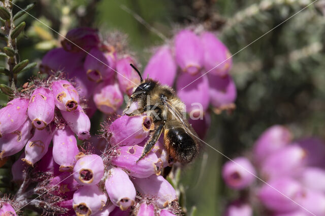 Ericabij (Megachile analis)