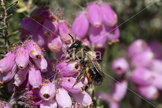 Ericabij (Megachile analis)