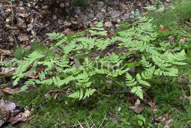 Oak Fern (Gymnocarpium dryopteris)