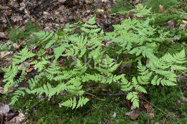 Gebogen driehoeksvaren (Gymnocarpium dryopteris)