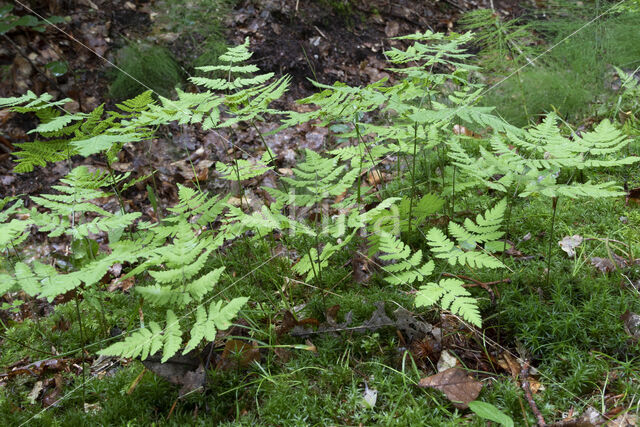 Gebogen driehoeksvaren (Gymnocarpium dryopteris)