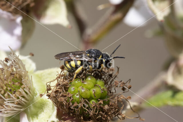 Gele tubebij (Stelis signata)