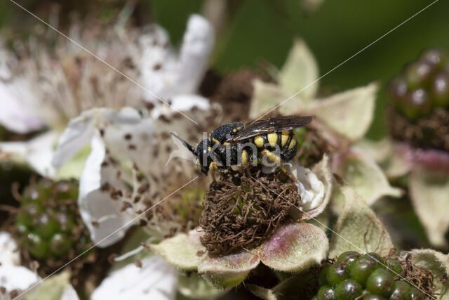 Gele tubebij (Stelis signata)