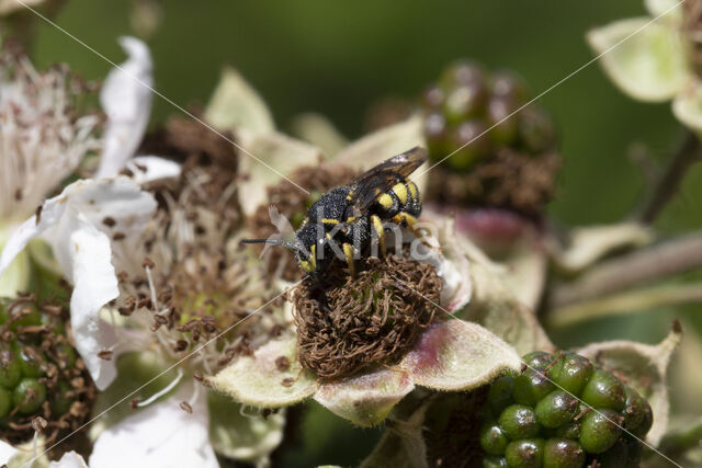 Gele tubebij (Stelis signata)