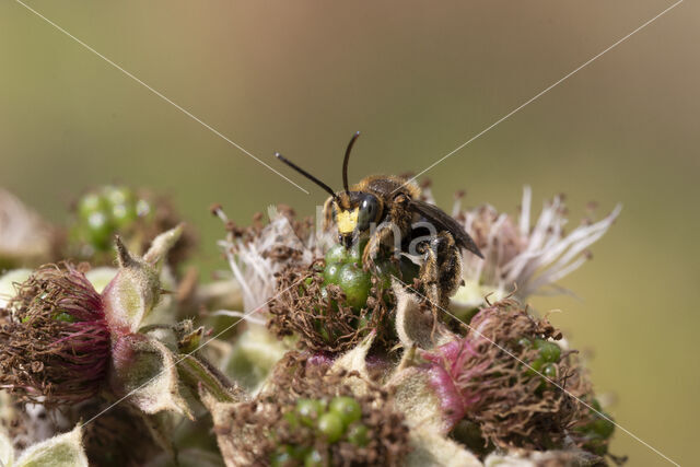 Gewone slobkousbij (Macropis europaea