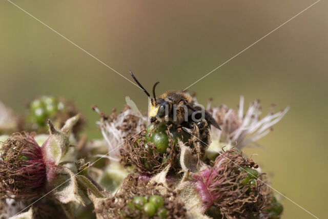 Gewone slobkousbij (Macropis europaea