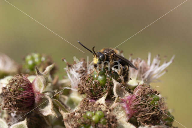 Gewone slobkousbij (Macropis europaea