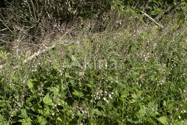 Enchanter's-nightshade (Circaea lutetiana)