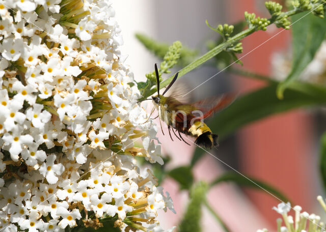 Glasvleugelpijlstaart (Hemaris fuciformis)