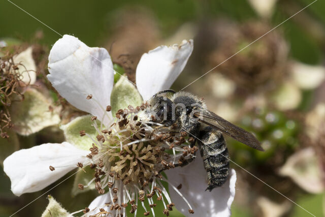 Coelioxys quadridentata