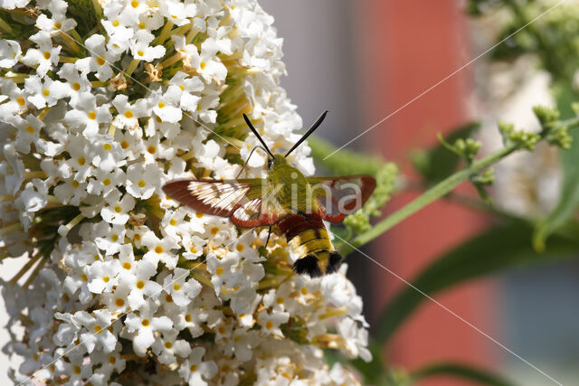 Glasvleugelpijlstaart (Hemaris fuciformis)