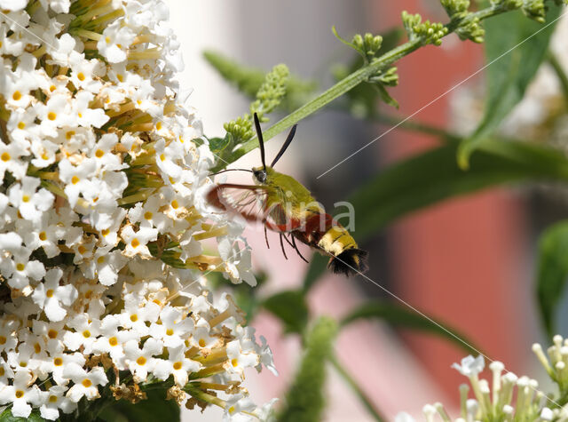 Glasvleugelpijlstaart (Hemaris fuciformis)