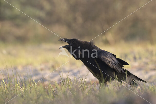 Raaf (Corvus corax)