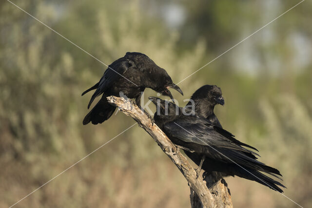 Raaf (Corvus corax)