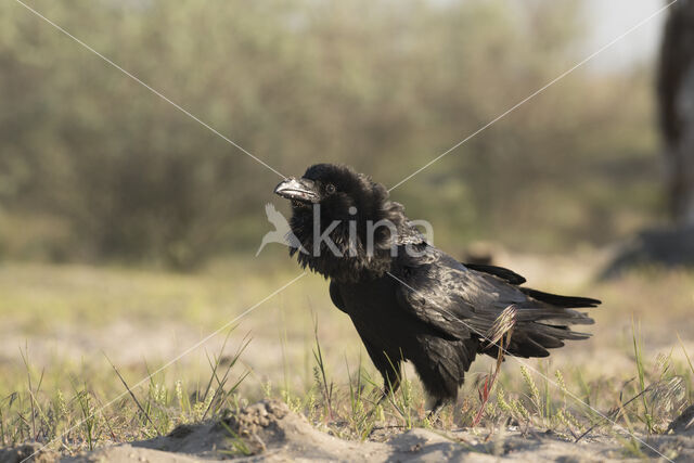 Raaf (Corvus corax)