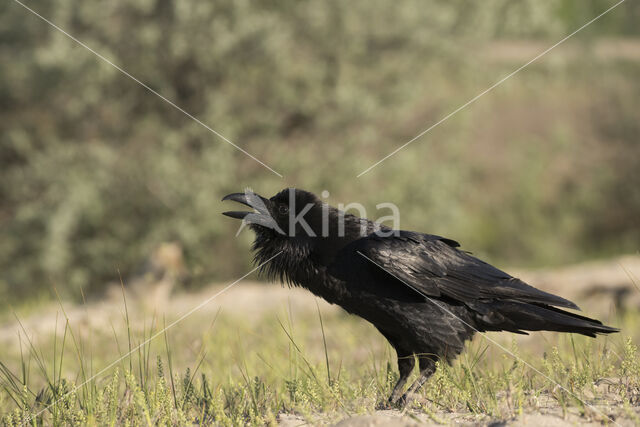 Raaf (Corvus corax)