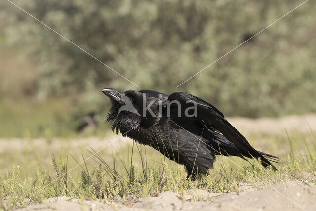 Raaf (Corvus corax)