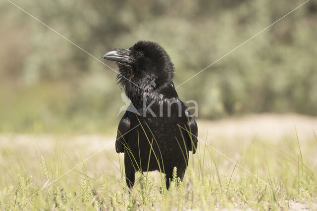 Raaf (Corvus corax)