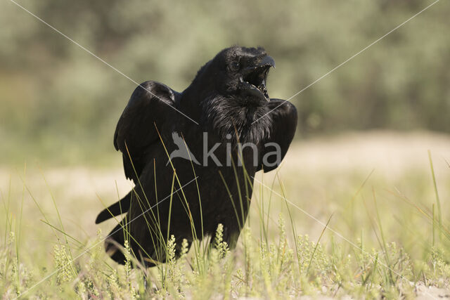 Raaf (Corvus corax)