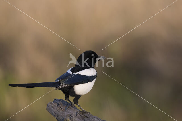 Black-billed Magpie (Pica pica)