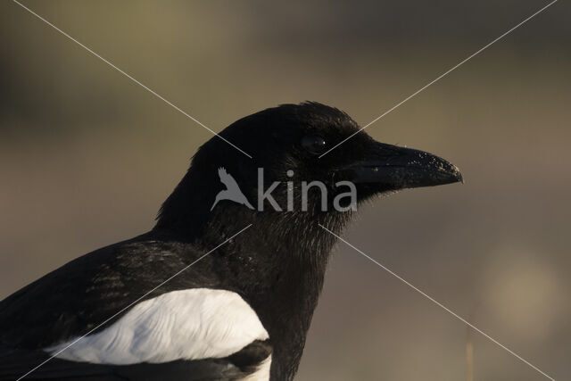 Black-billed Magpie (Pica pica)