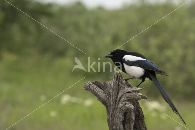 Black-billed Magpie (Pica pica)