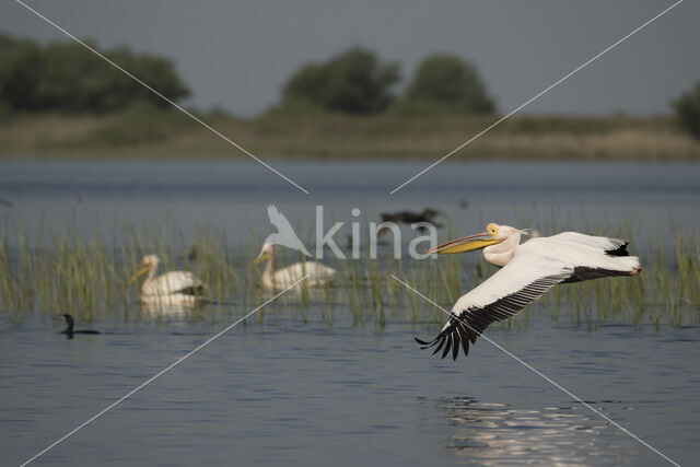 Roze Pelikaan (Pelecanus onocrotalus)