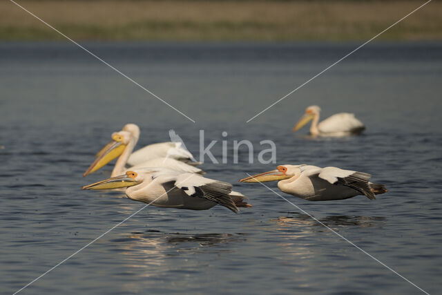 Roze Pelikaan (Pelecanus onocrotalus)