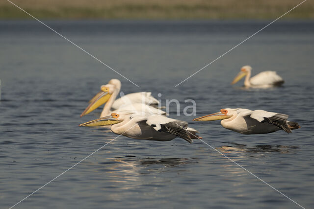 Roze Pelikaan (Pelecanus onocrotalus)