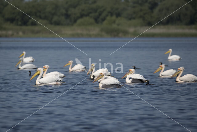 Roze Pelikaan (Pelecanus onocrotalus)