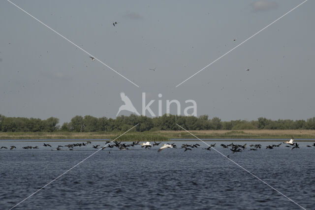 Roze Pelikaan (Pelecanus onocrotalus)