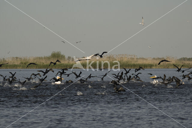 Roze Pelikaan (Pelecanus onocrotalus)