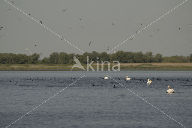 Roze Pelikaan (Pelecanus onocrotalus)