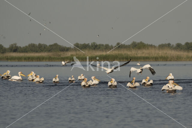 Roze Pelikaan (Pelecanus onocrotalus)