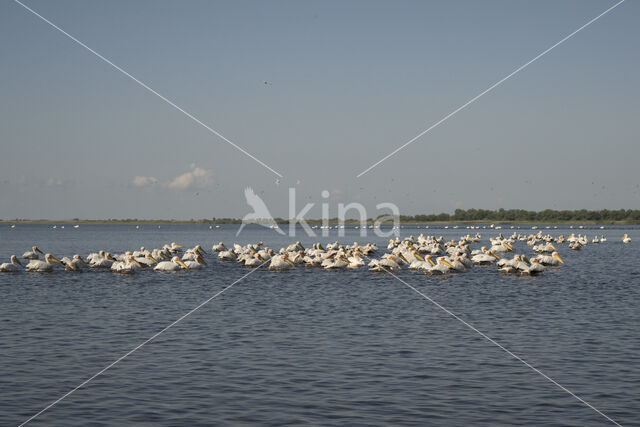 Roze Pelikaan (Pelecanus onocrotalus)