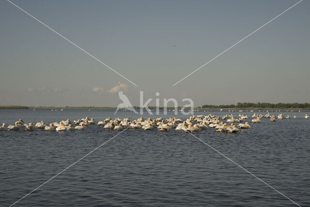 Roze Pelikaan (Pelecanus onocrotalus)