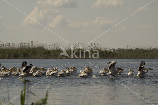 Roze Pelikaan (Pelecanus onocrotalus)