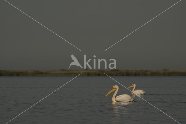 Roze Pelikaan (Pelecanus onocrotalus)