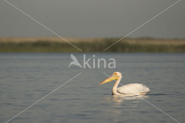 Roze Pelikaan (Pelecanus onocrotalus)