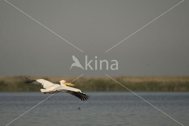 Roze Pelikaan (Pelecanus onocrotalus)