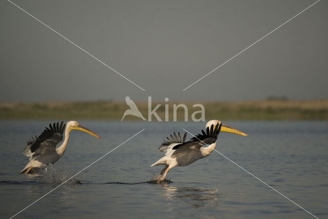 Roze Pelikaan (Pelecanus onocrotalus)