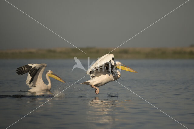 Roze Pelikaan (Pelecanus onocrotalus)